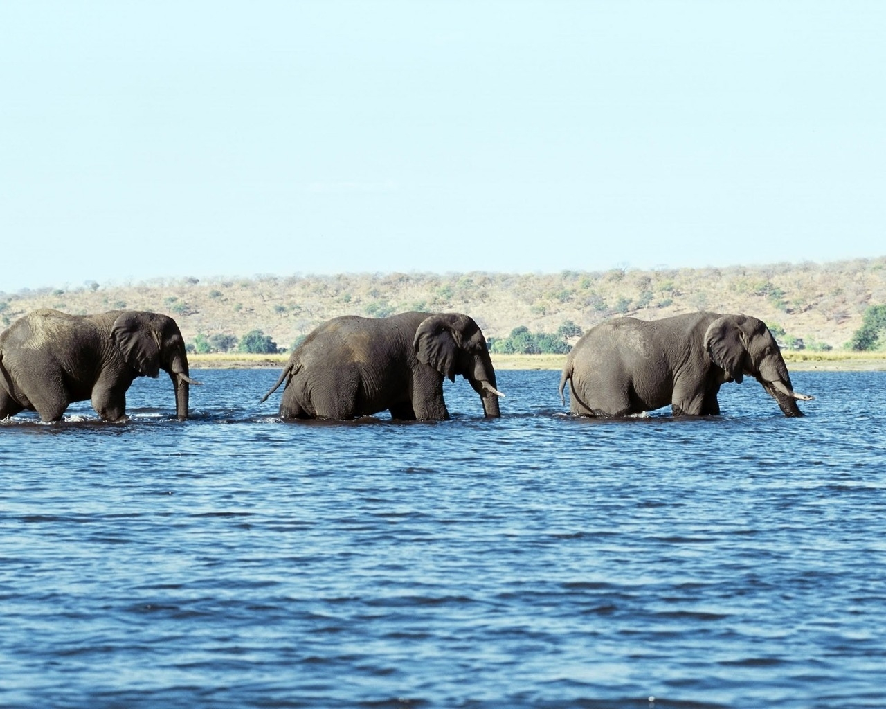 Слоны в воде