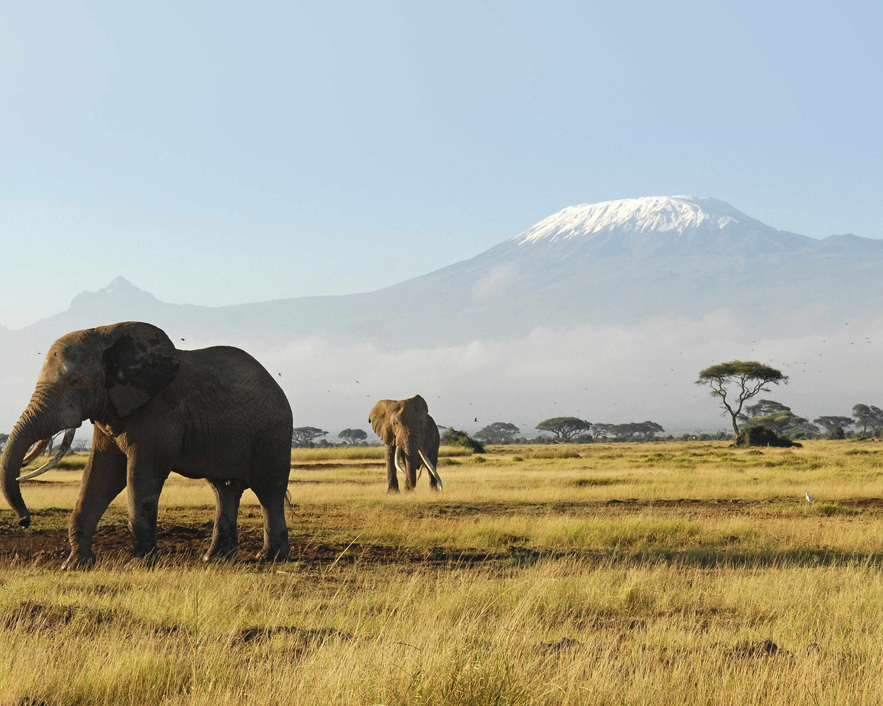 Слоны гуляют