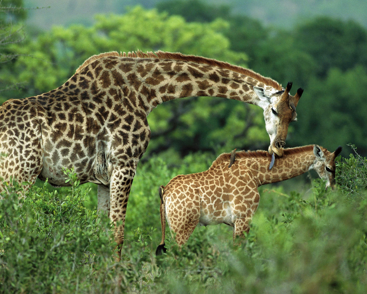 Семейство жирафа