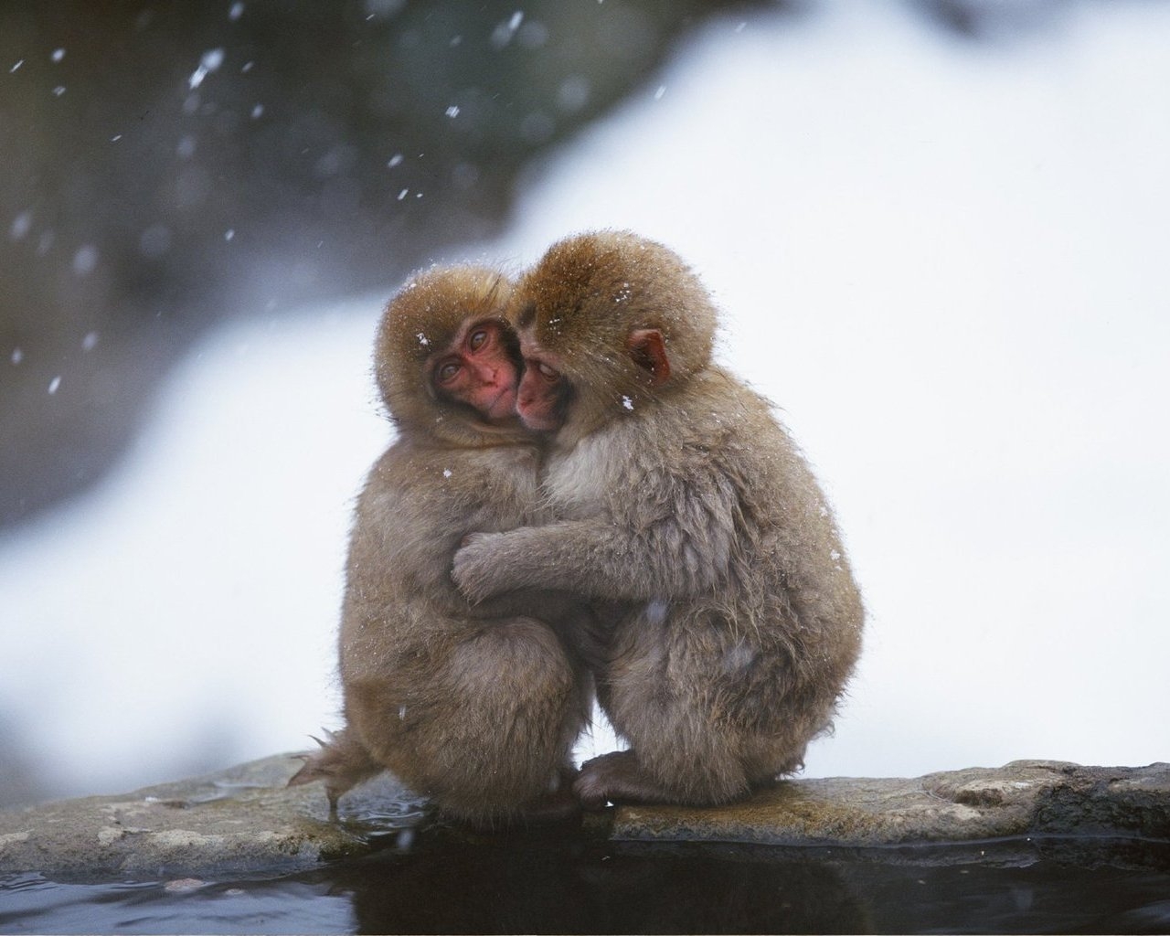 Замерзшие обезьянки