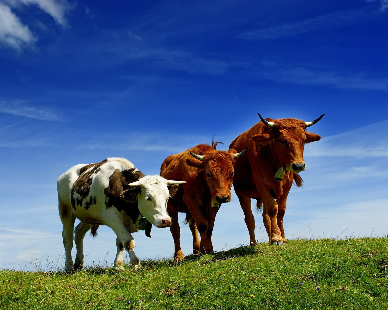 Бычки на прогулке