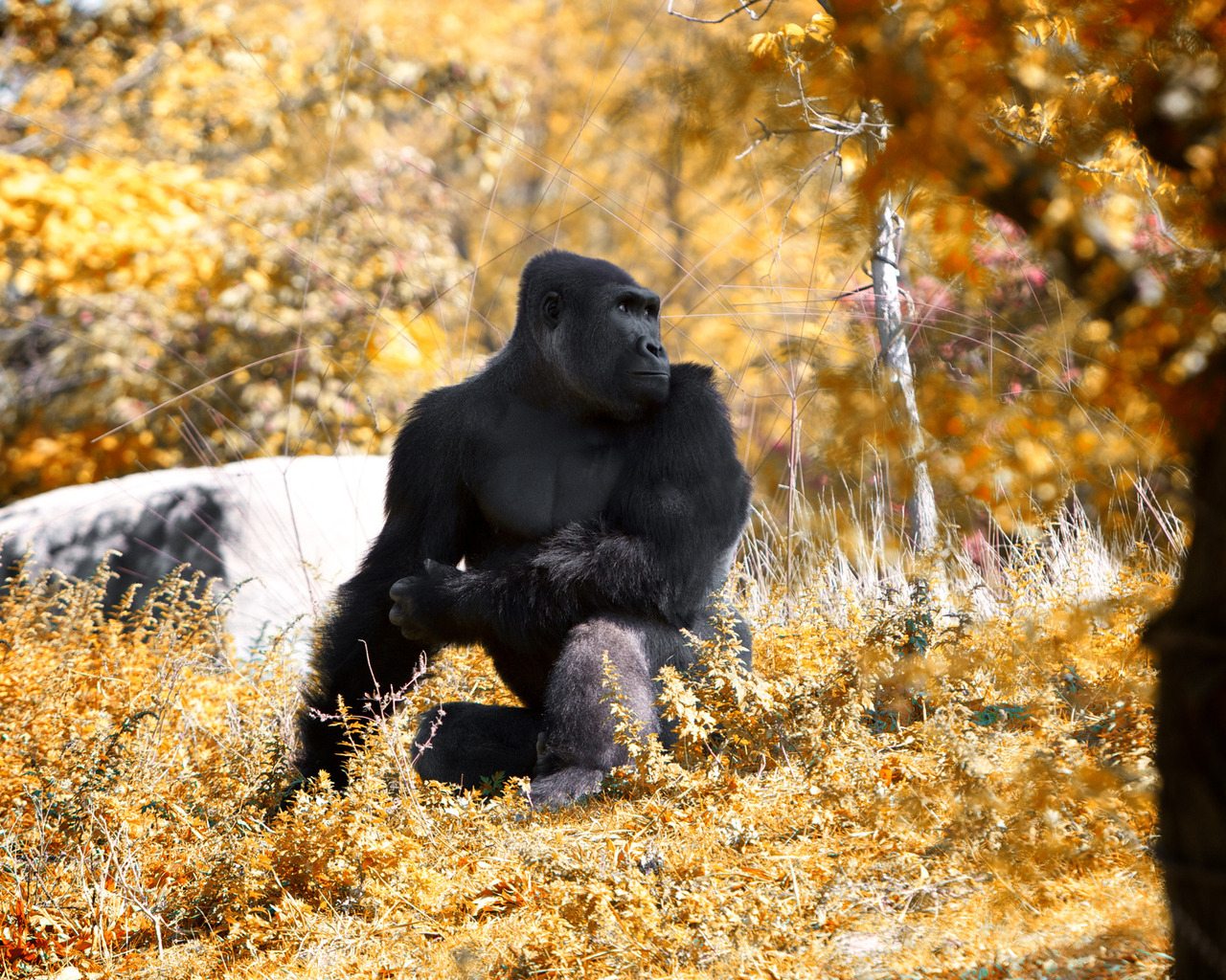 Горилла осенью