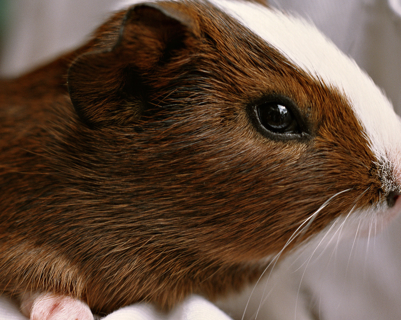 Морская свинка