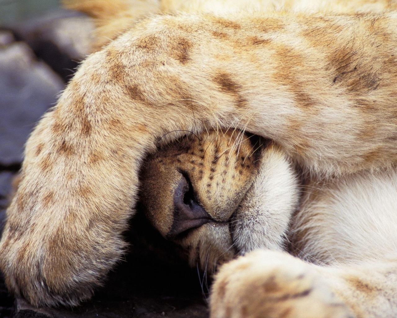 Прикрывшийся лев