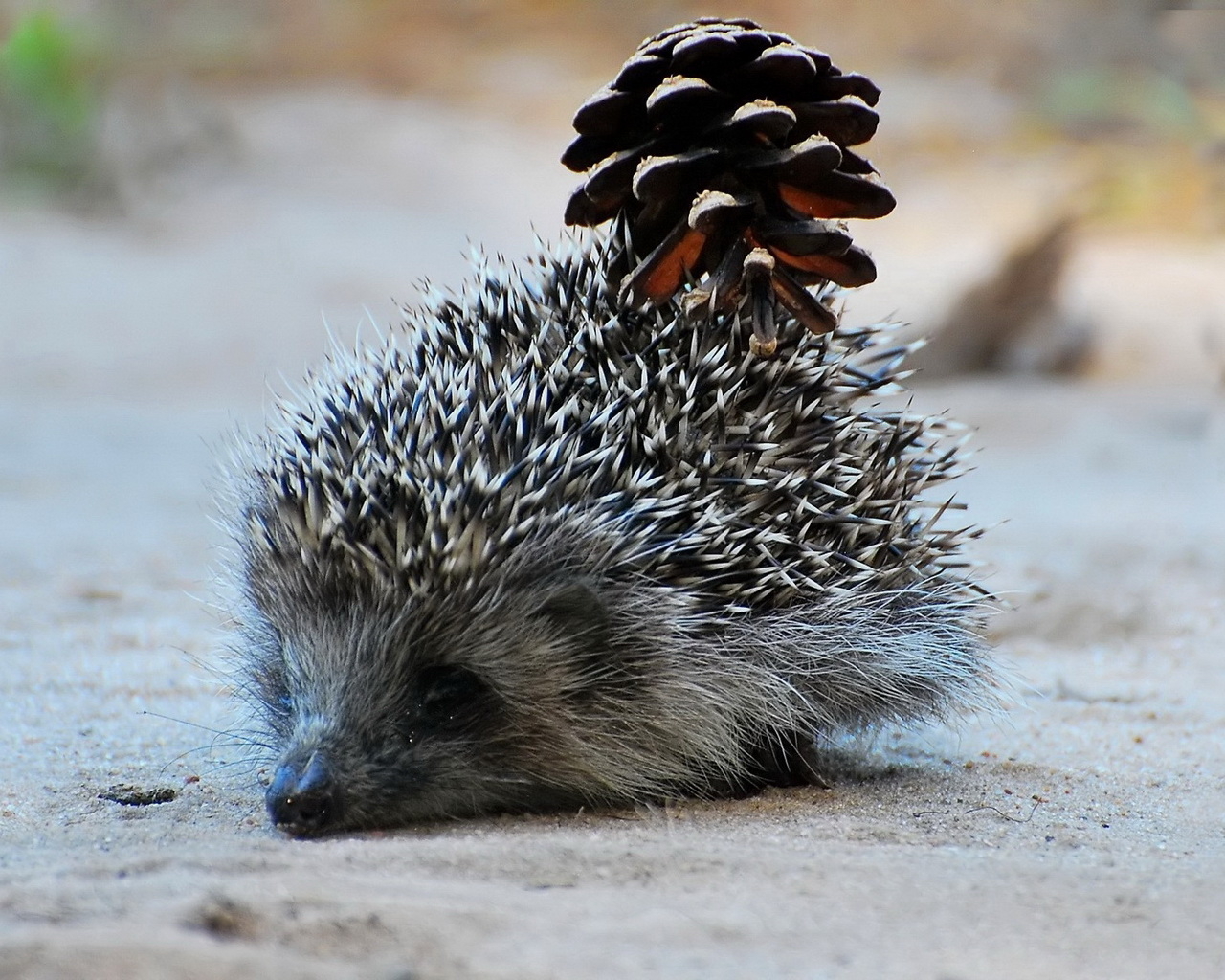Еж с шишкой