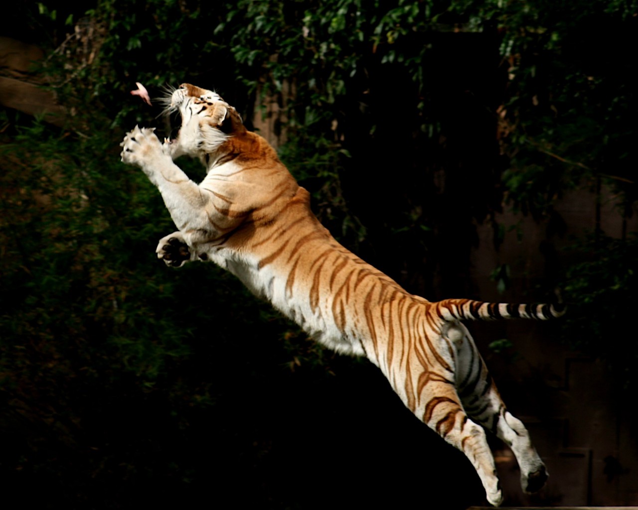 Прыжок за добычей