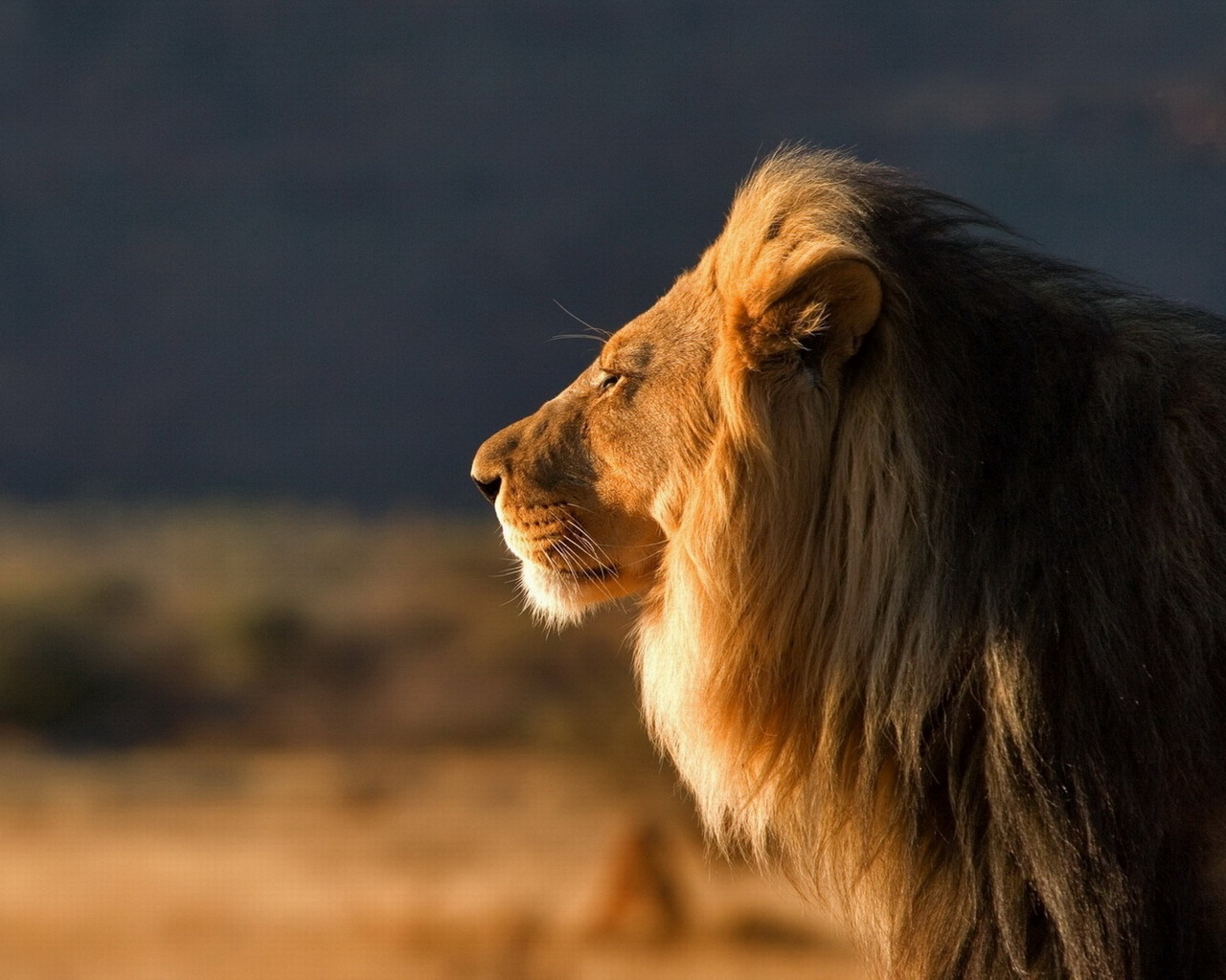 Царь зверей