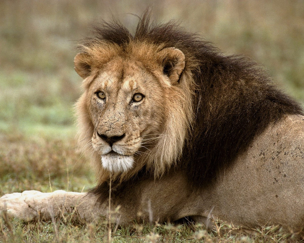 Царь зверей