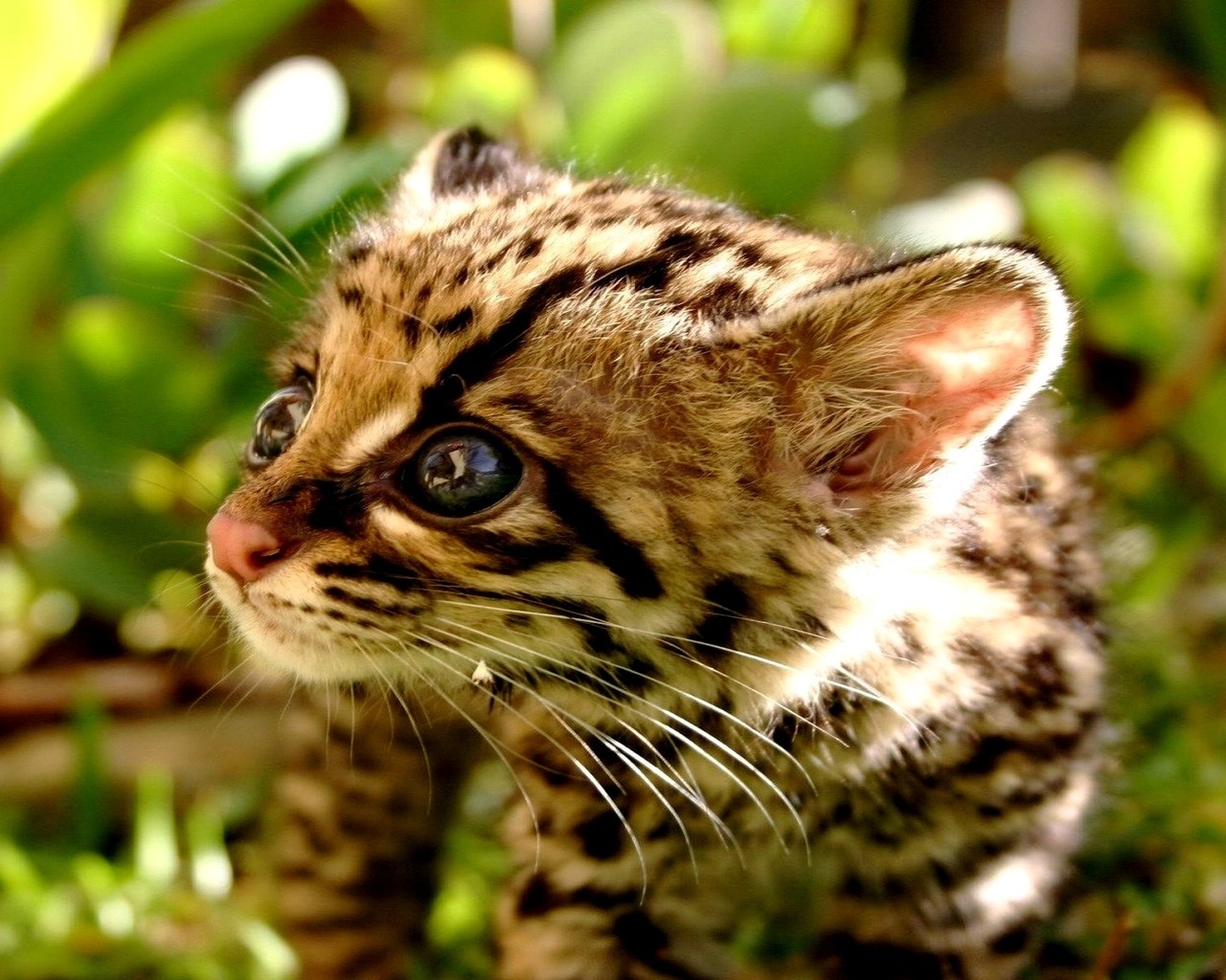 котенок Гепарда