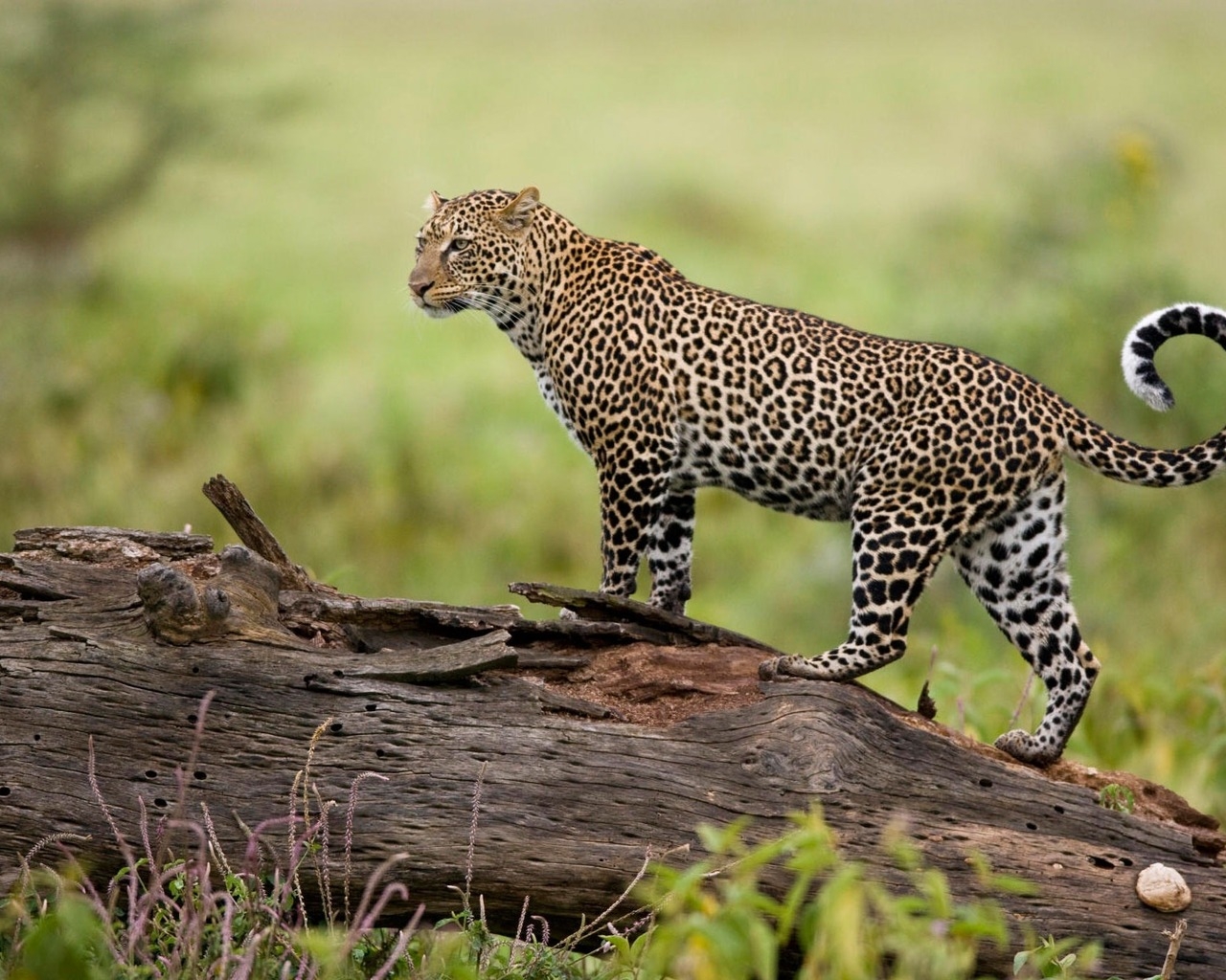 Леопард на бревне