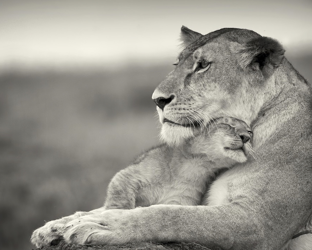 Львиная ласка