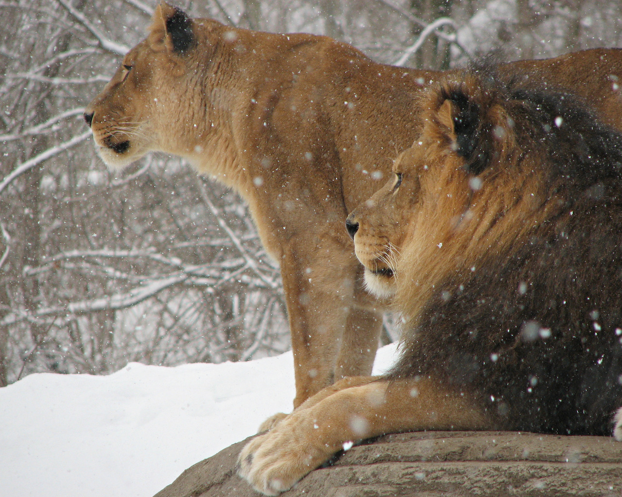 Лев и львица