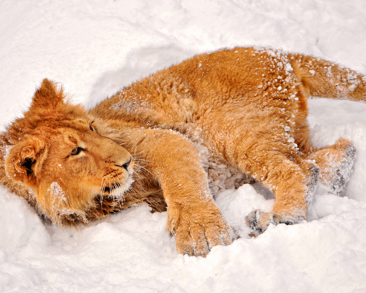 Львенок в снегу