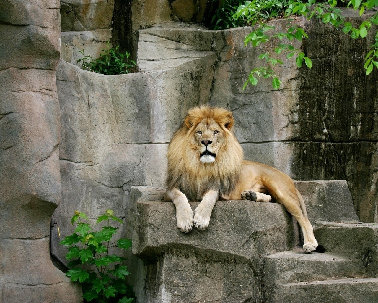 Лев на камнях