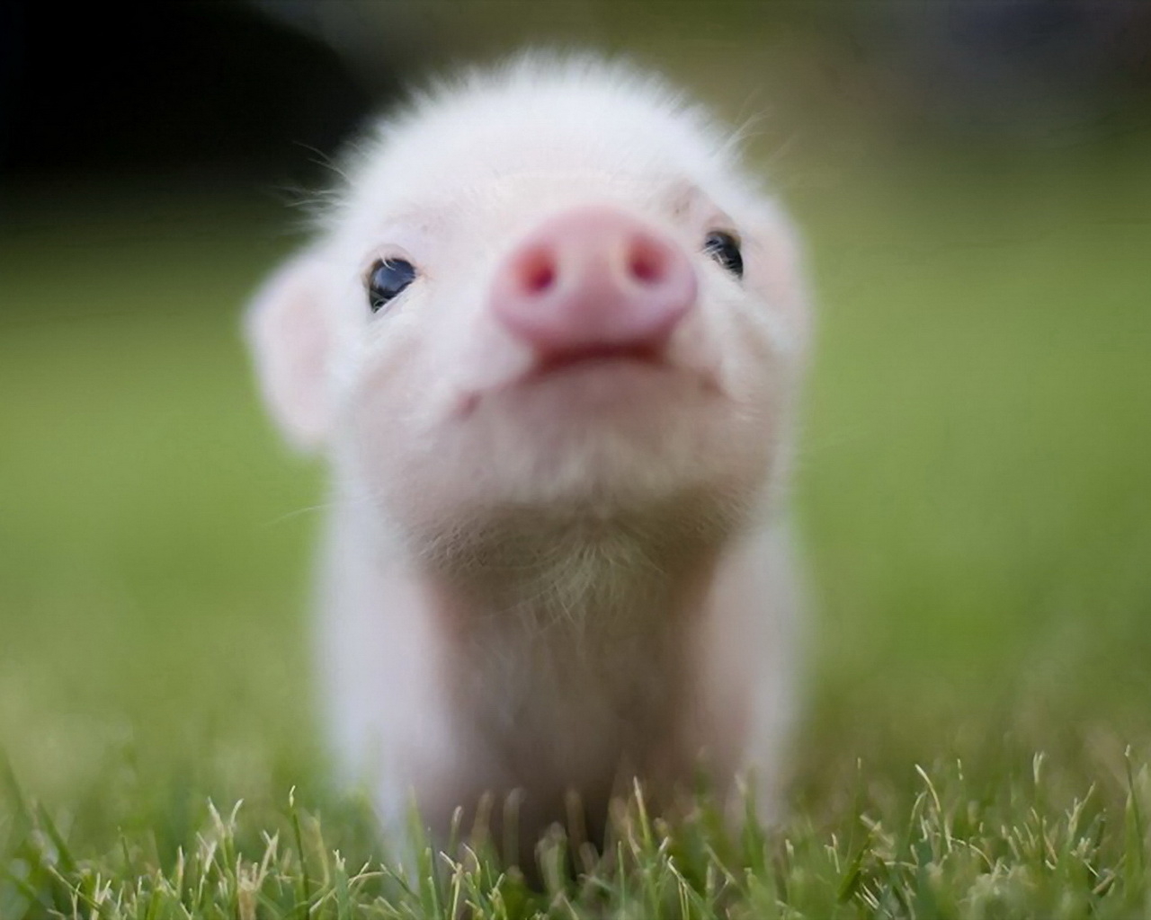 Маленький поросенок