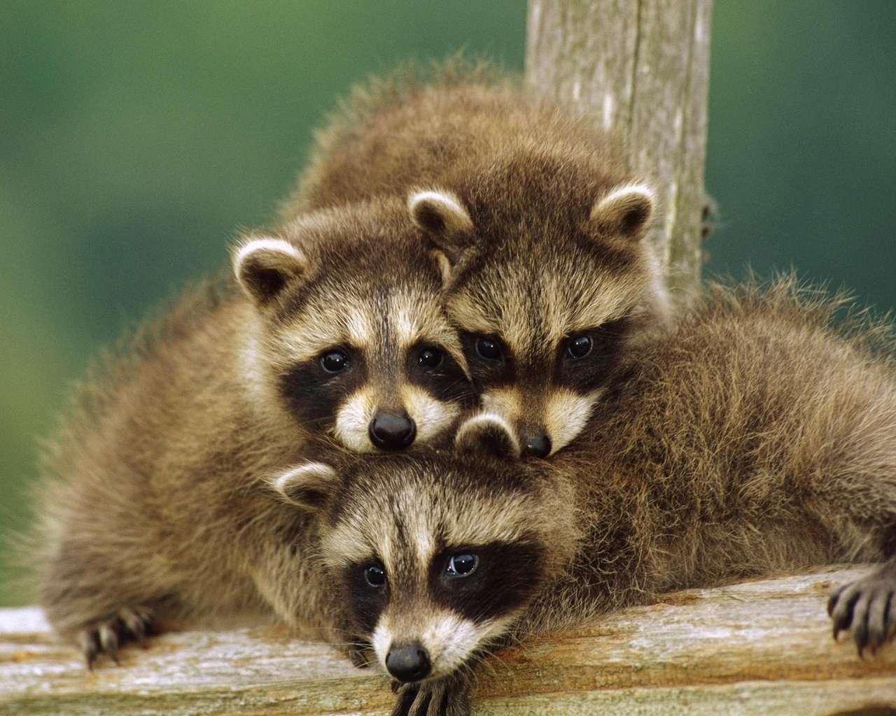 Маленькие еноты