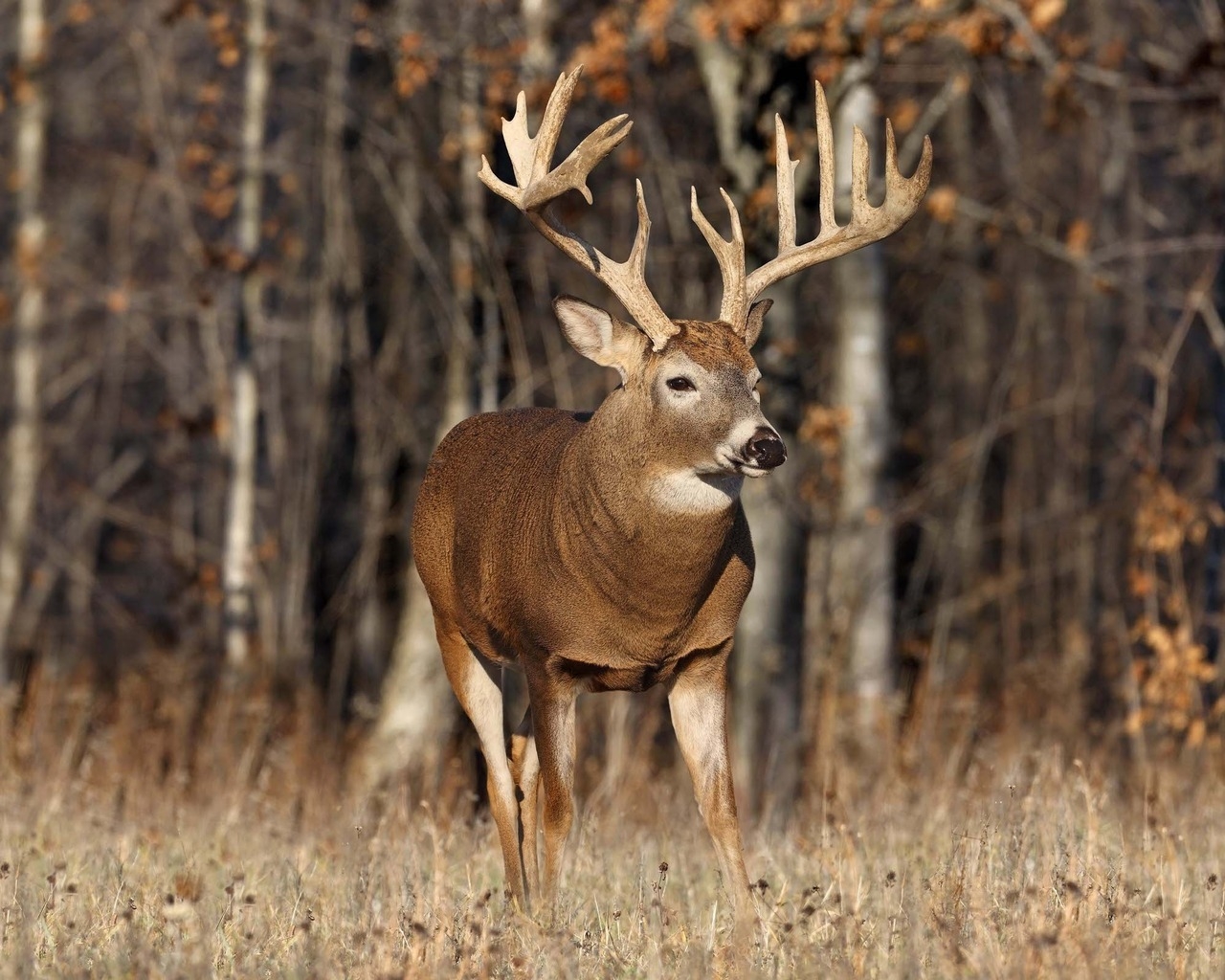 Одинокий олень