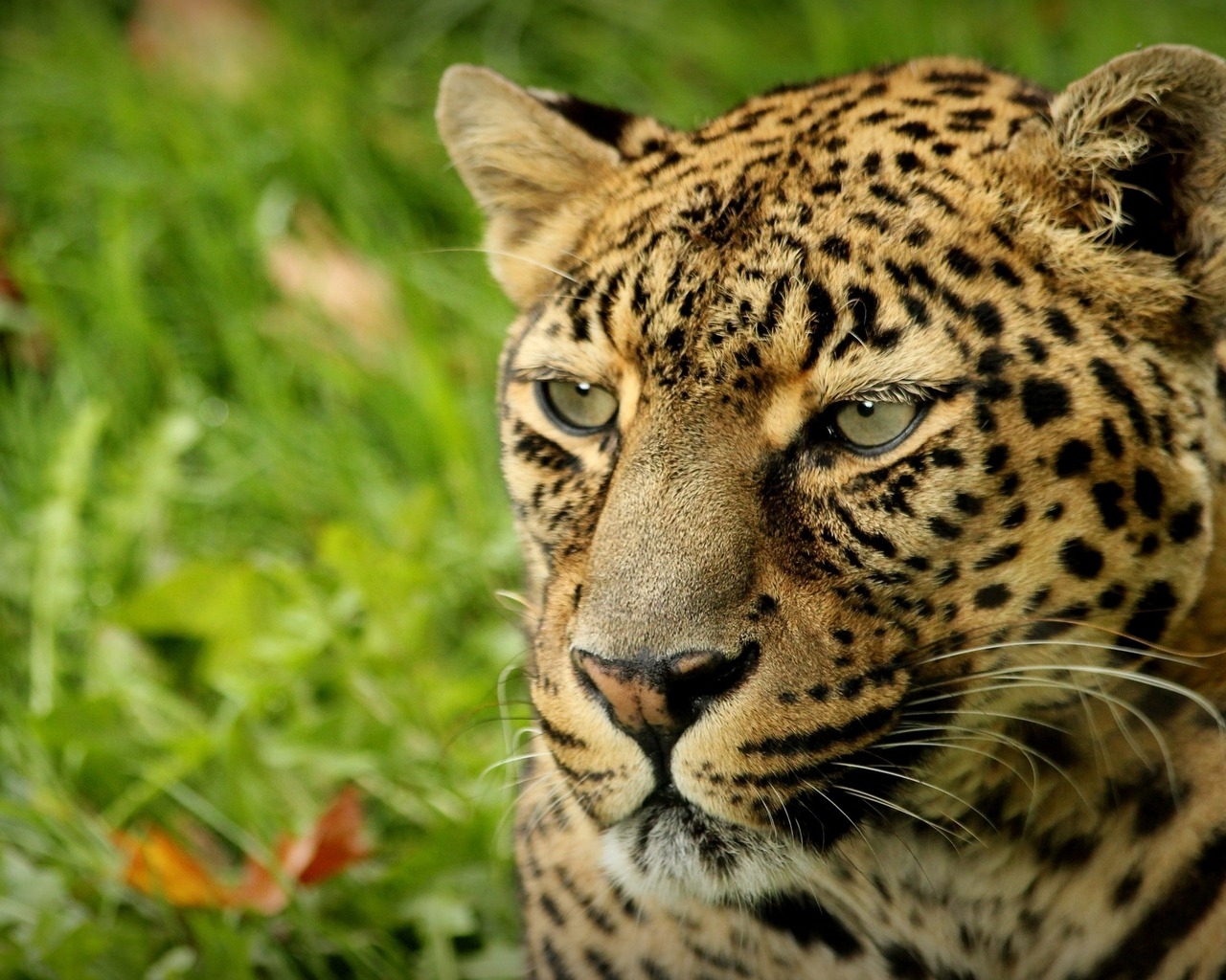 Взгляд леопарда