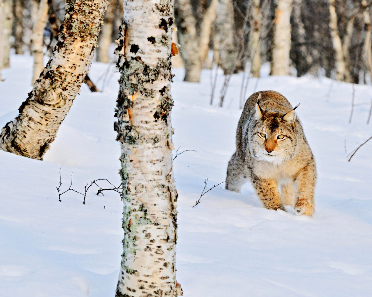 Рысь в роще