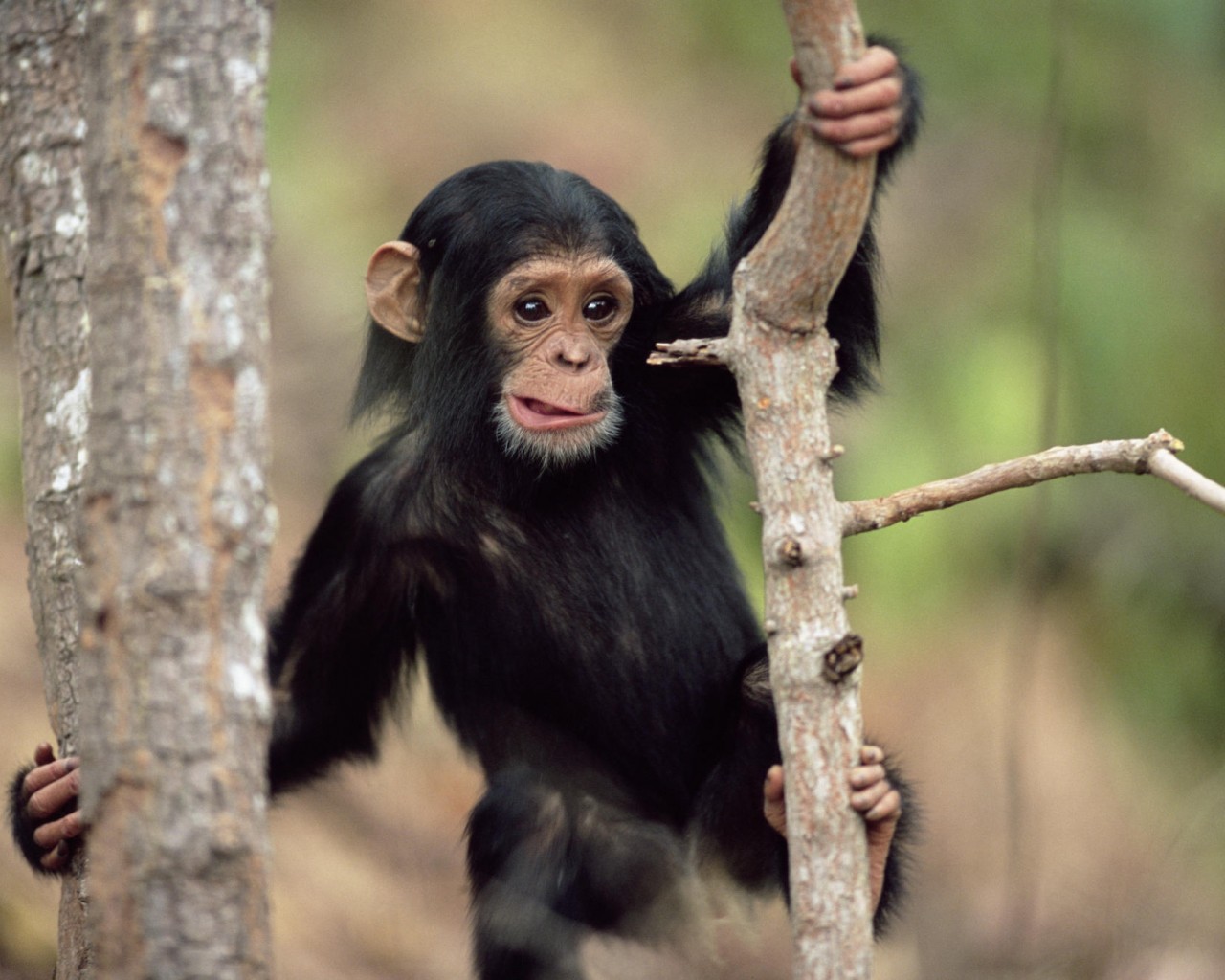 Обезьянка малыш