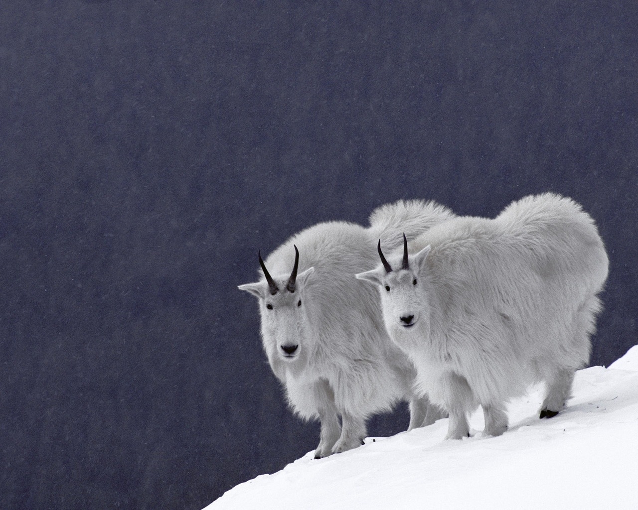 Горные бараны