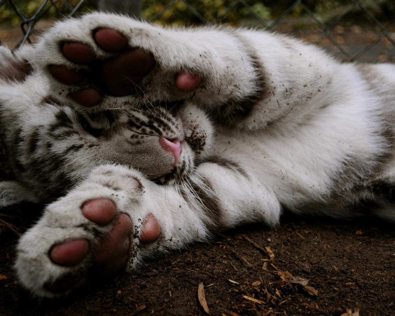 Тигровые лапки