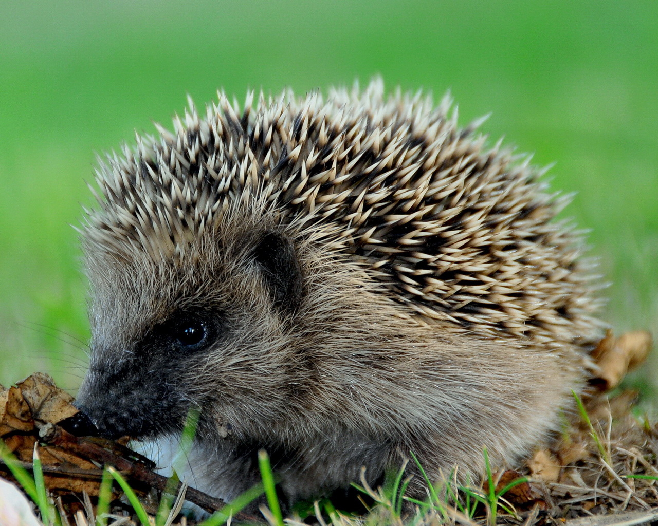 Колючий еж