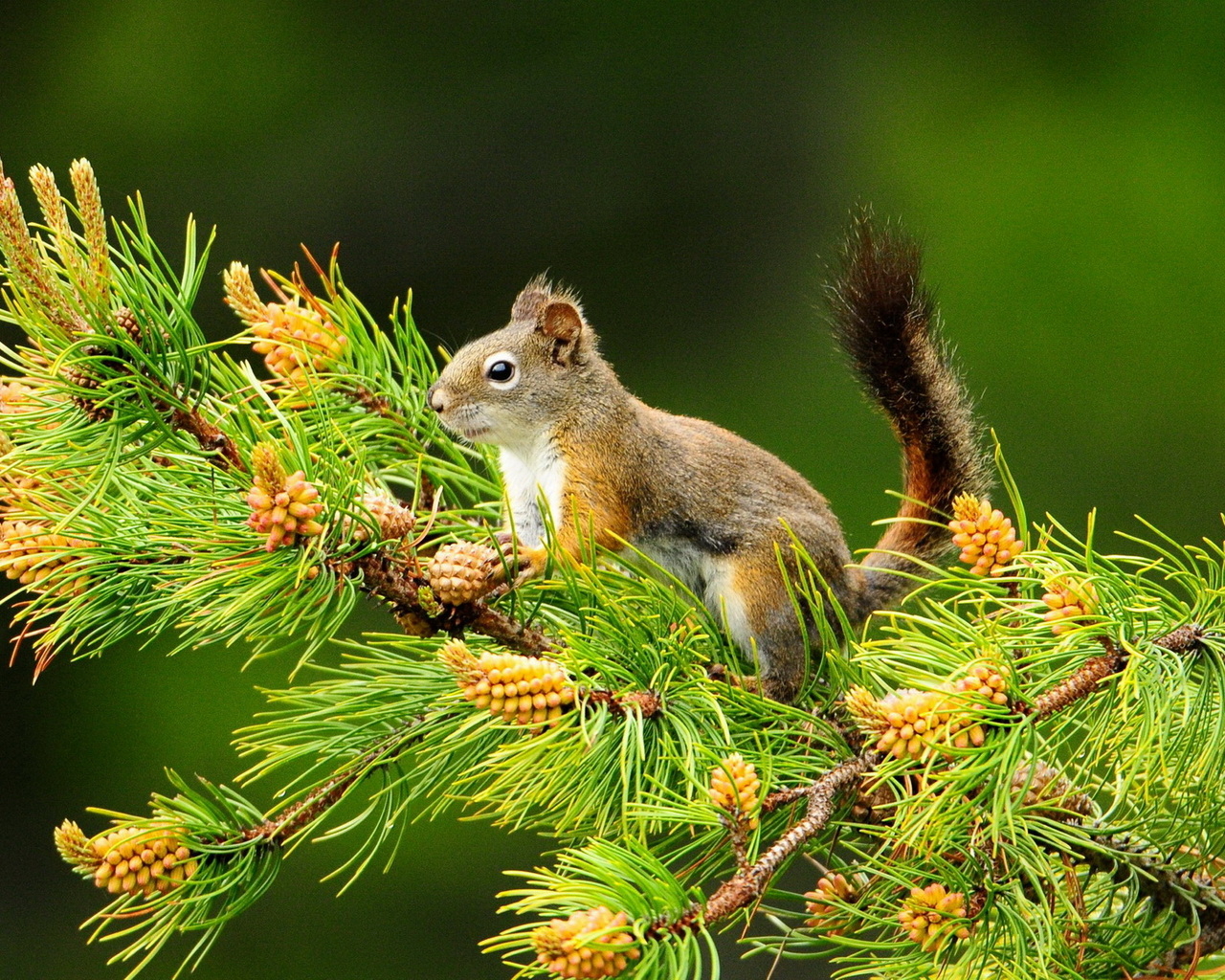 Белка и шишки