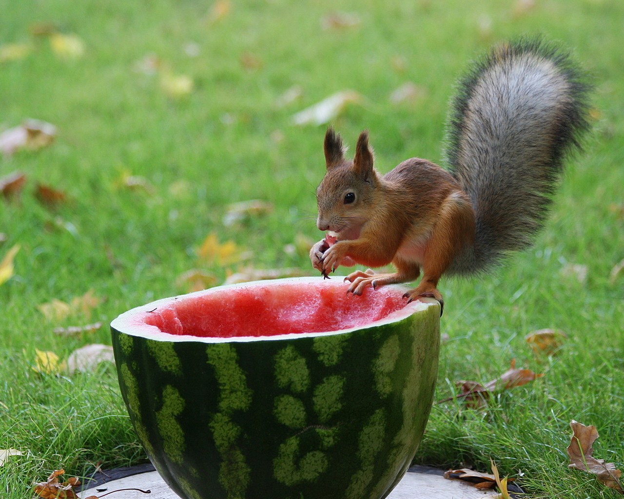 Белка и арбуз
