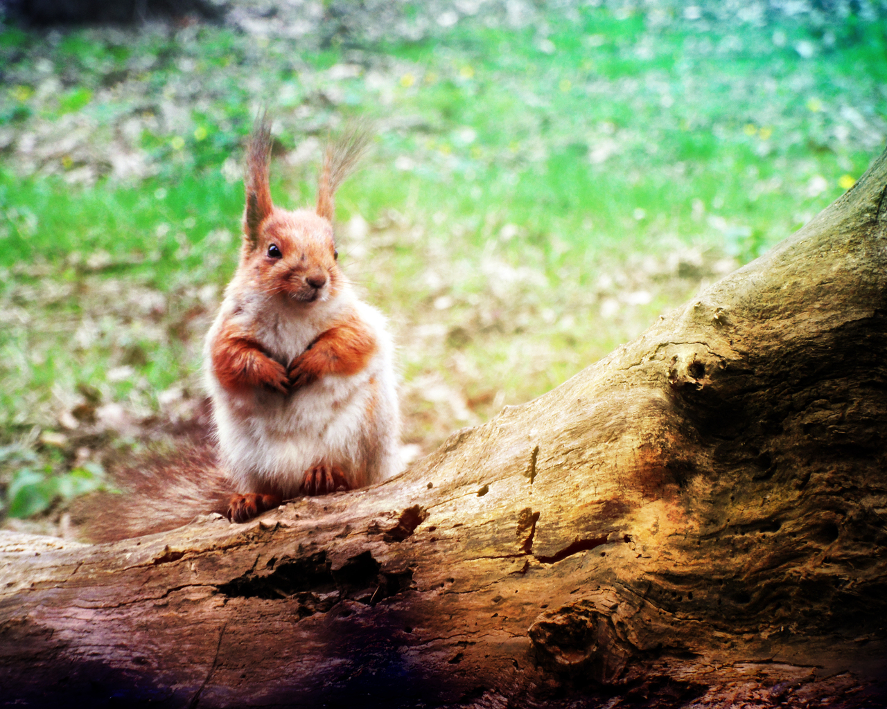 Белка на стволе