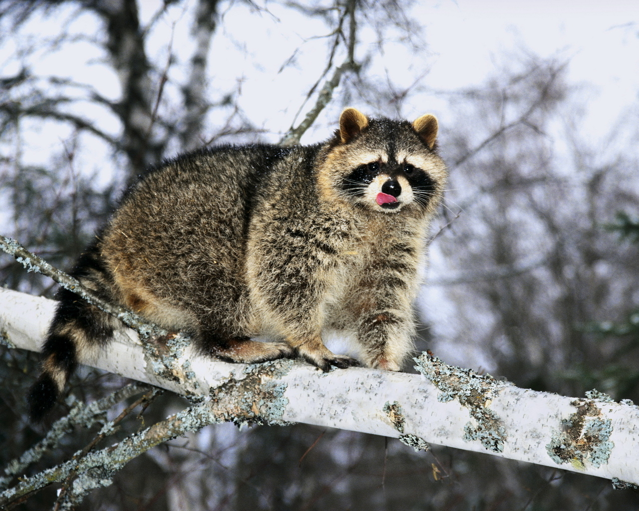 Енот на ветке