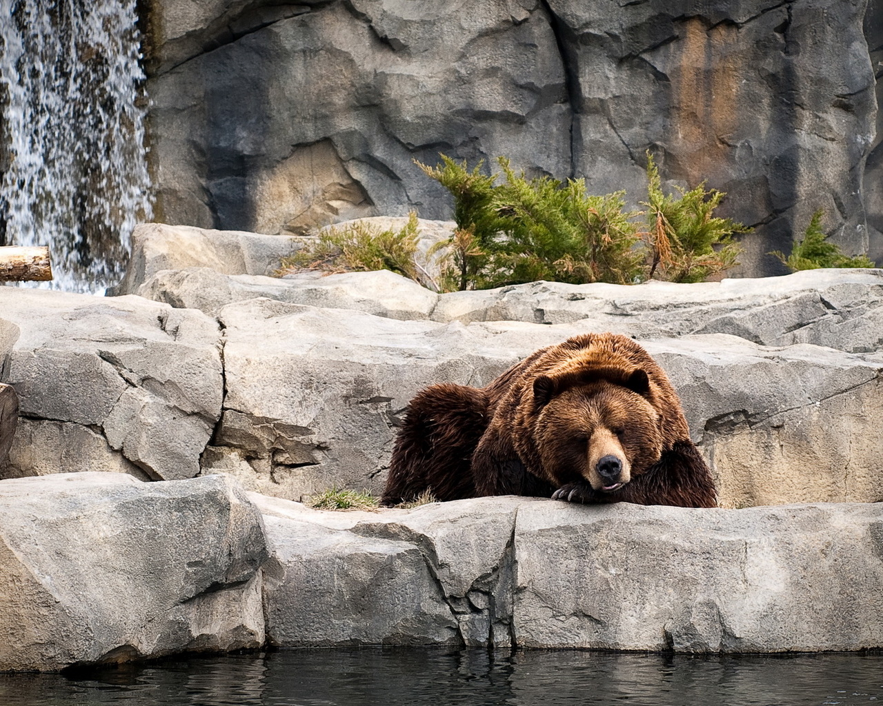 Отдыхающий бурый медведь