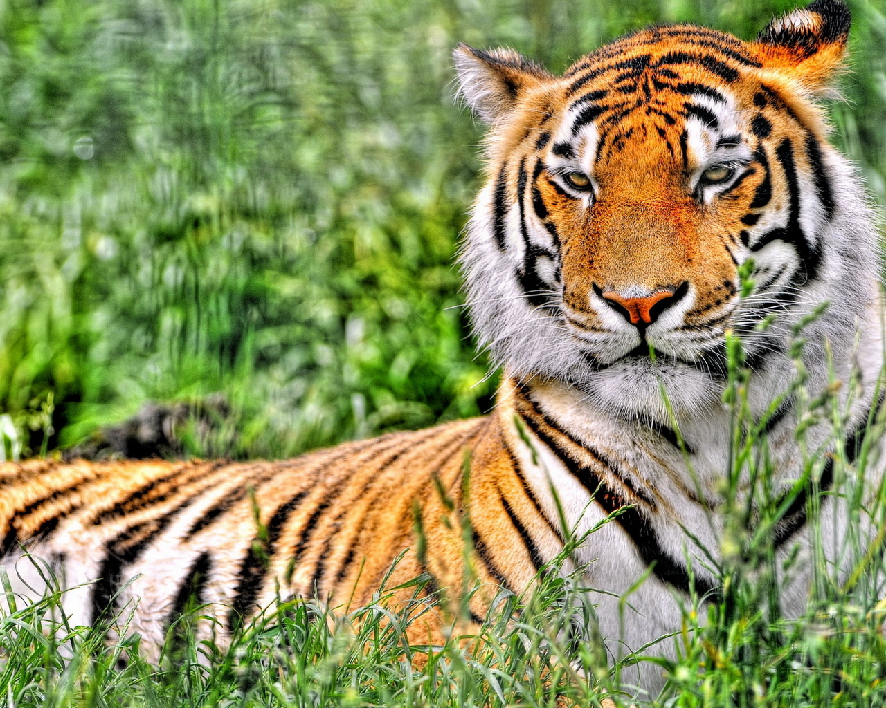 Отдыхающий тигр