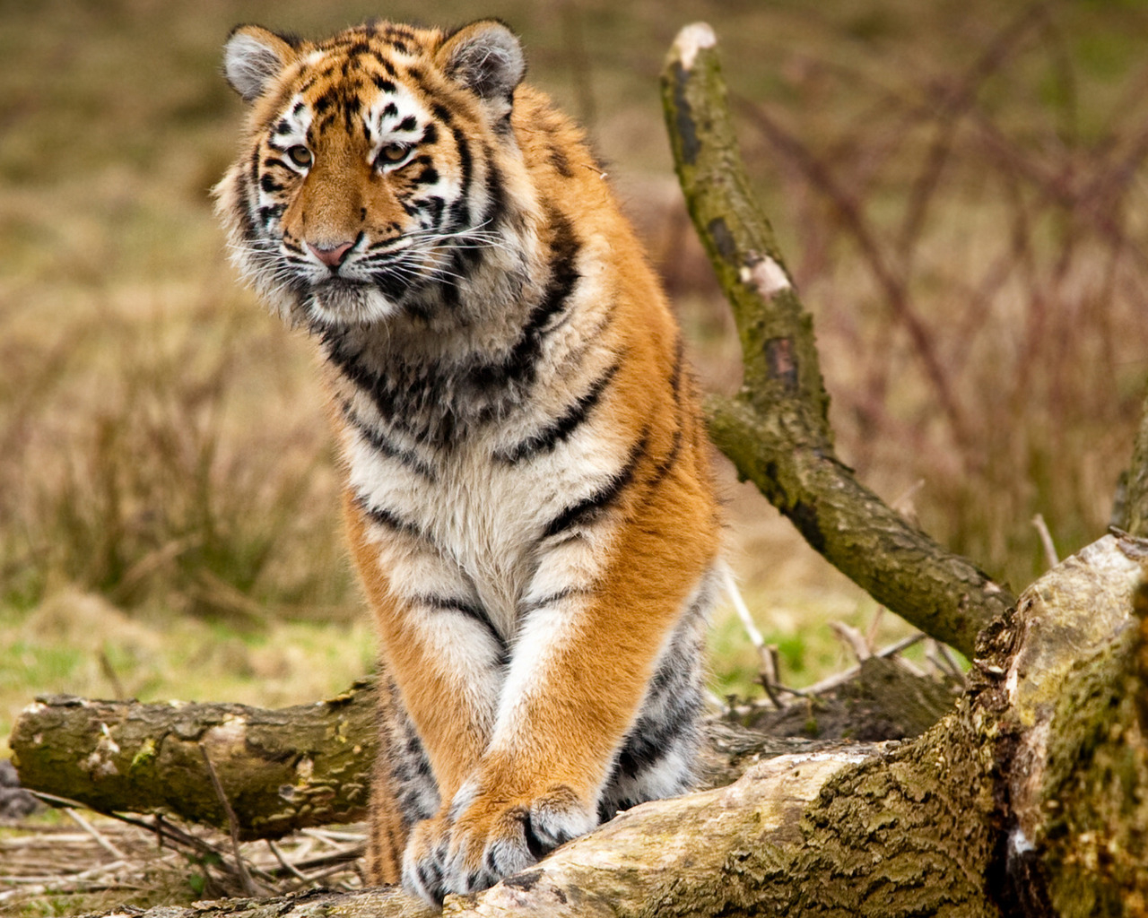 Сибирский тигр