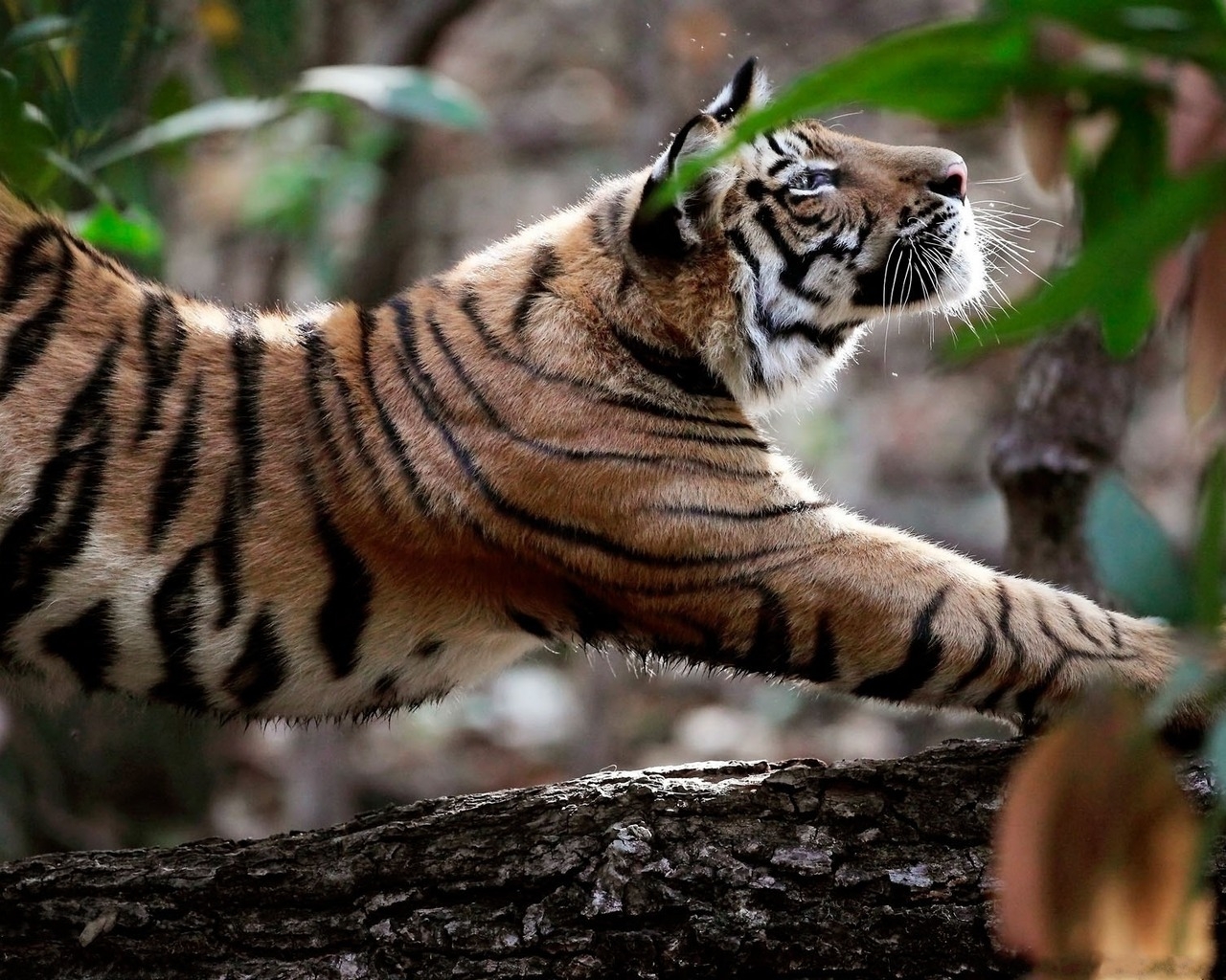 Потягивающийся тигр