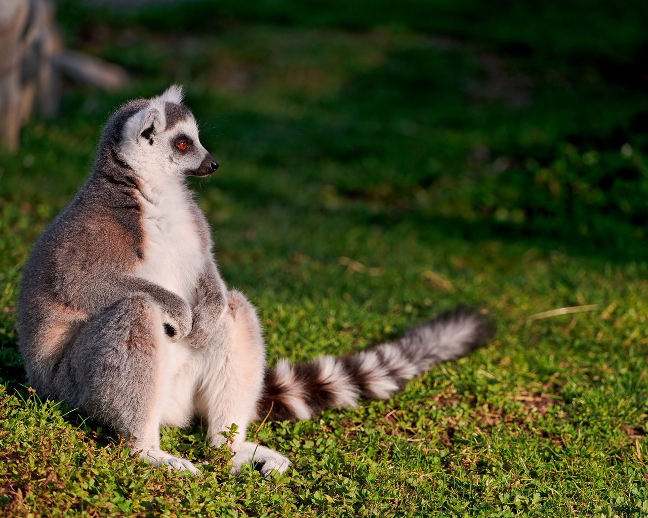 Сидящий лемур