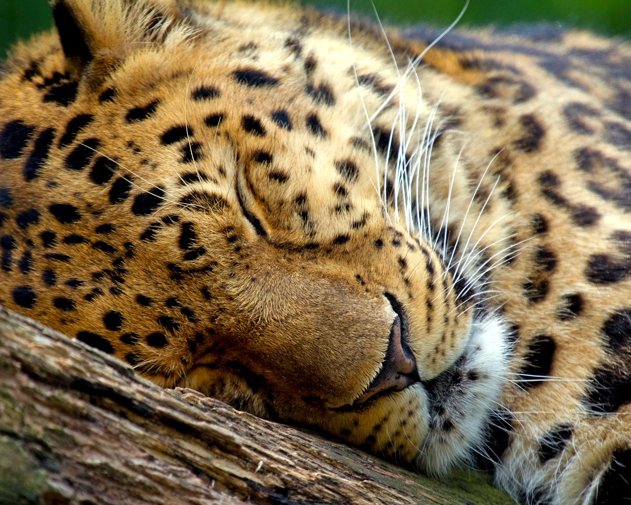 Спящий леопард