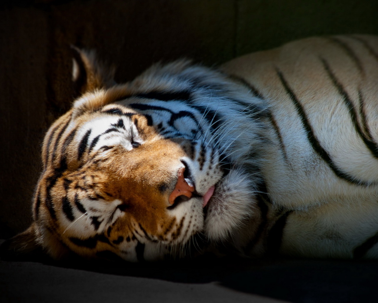 Спящий тигр
