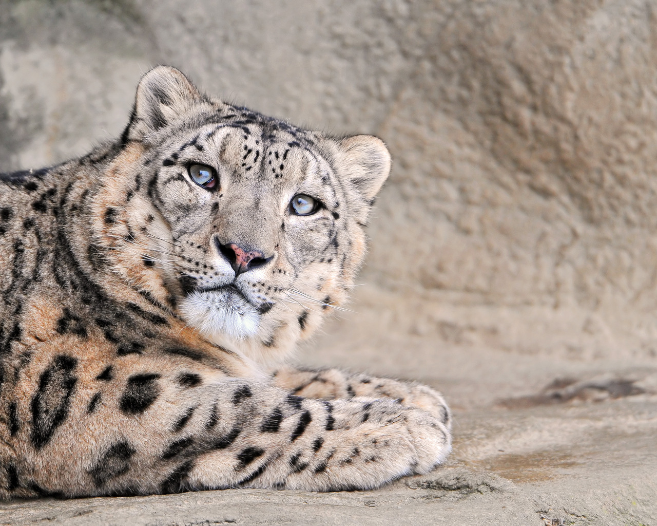 Снежный леопард