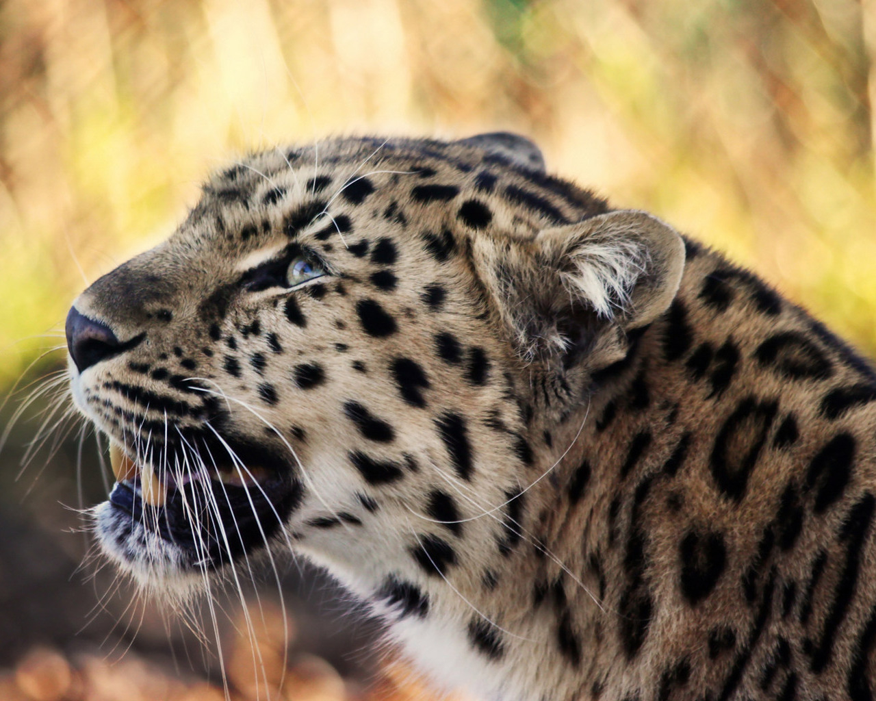 Снежный барс