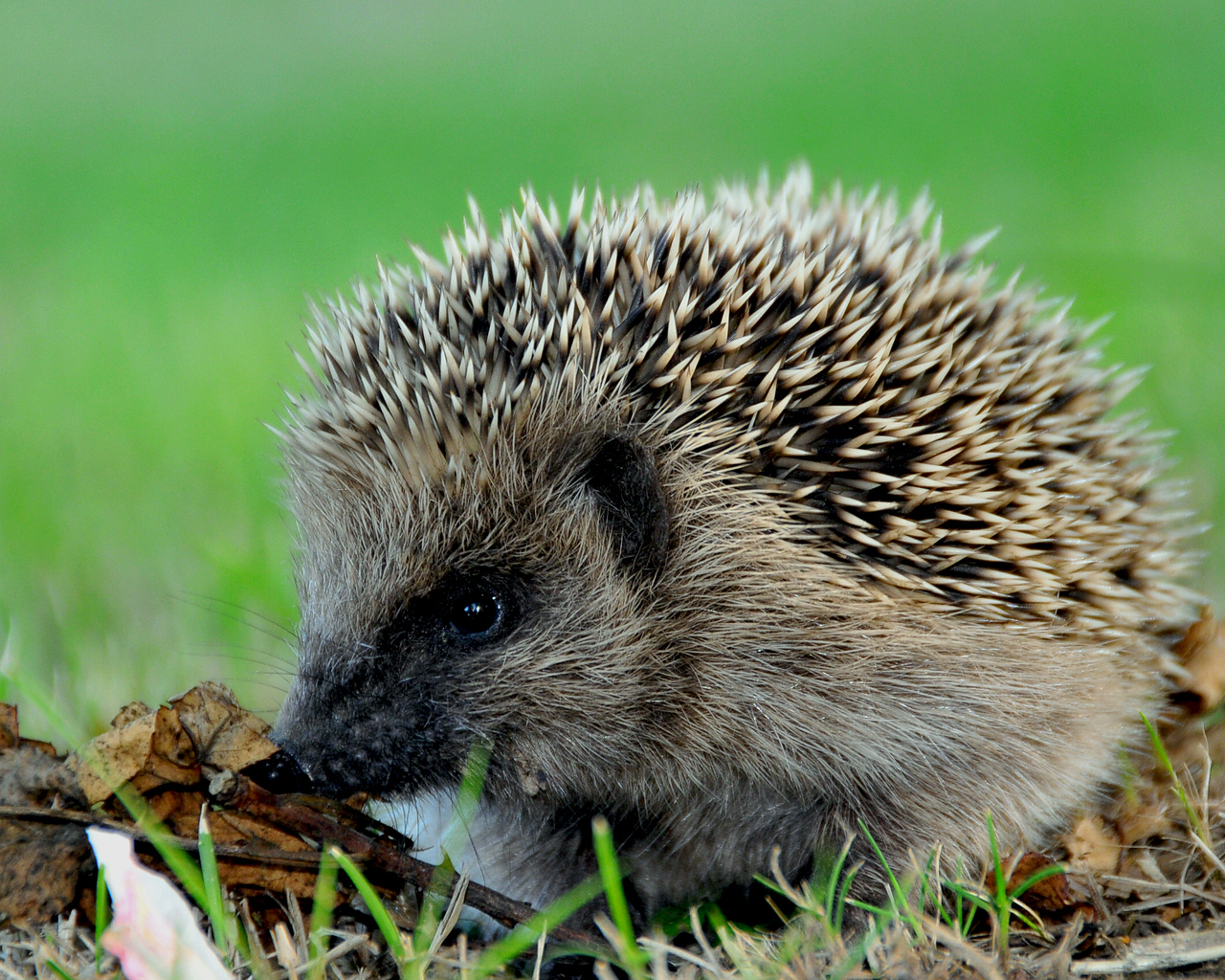 Колючий еж