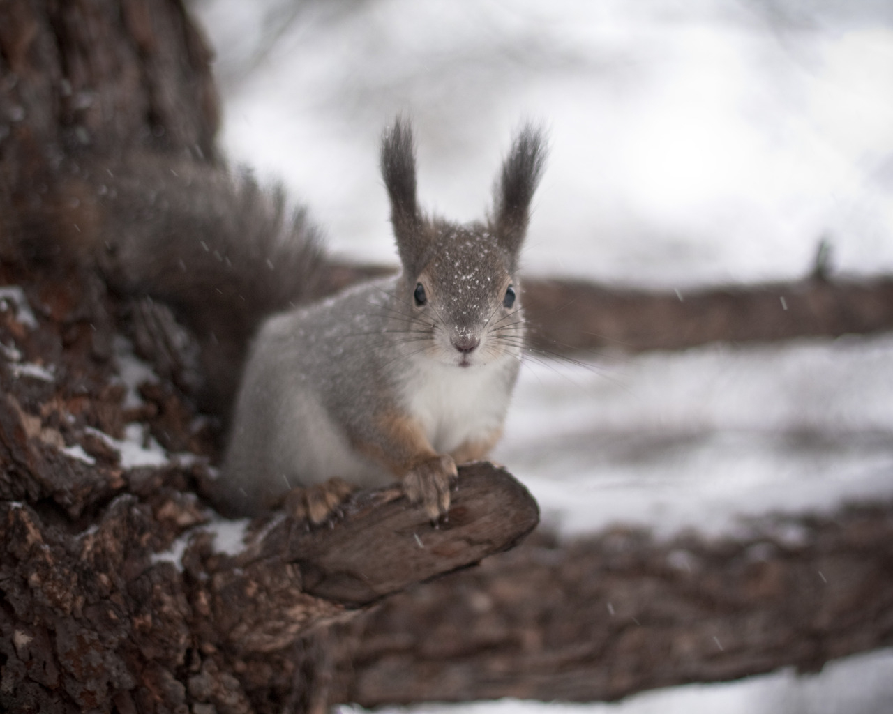 Белка на дереве