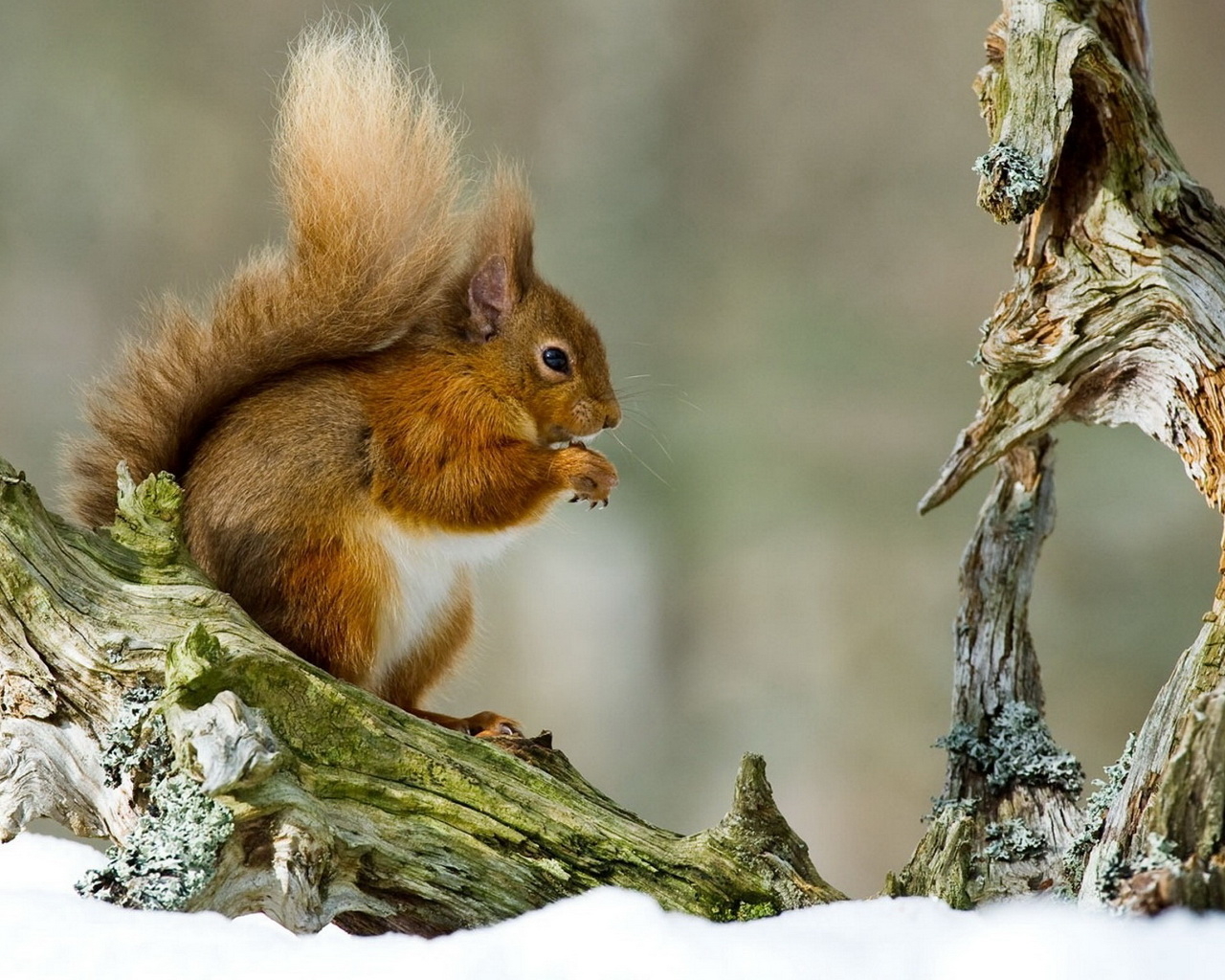 Белка на ветке