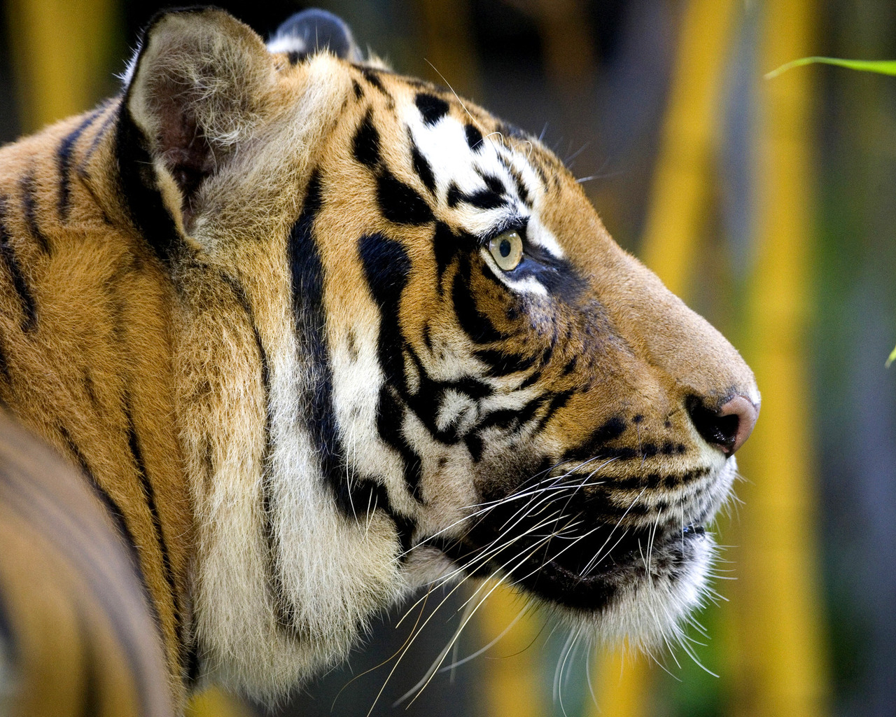 Полосатая морда