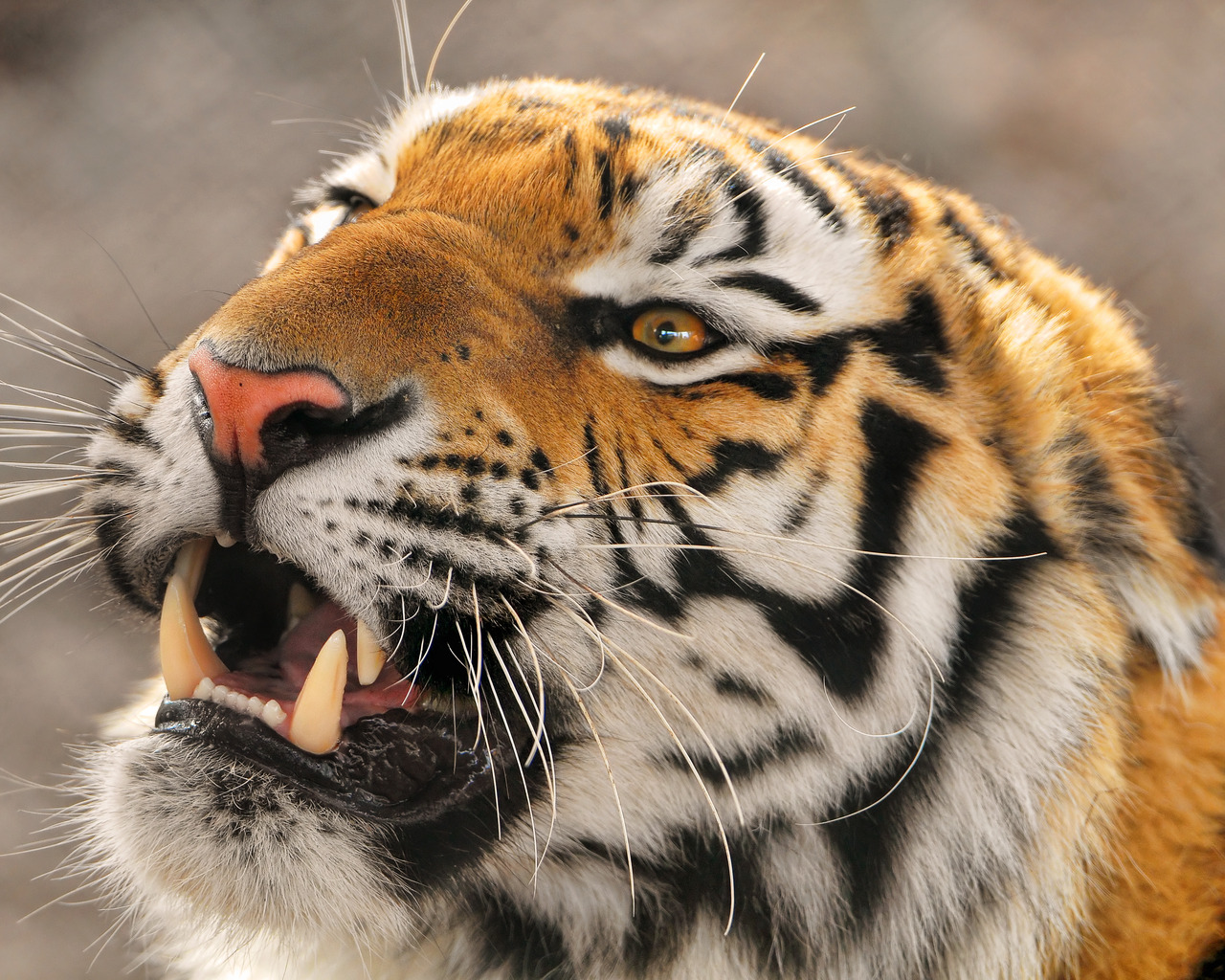 Амурский тигр