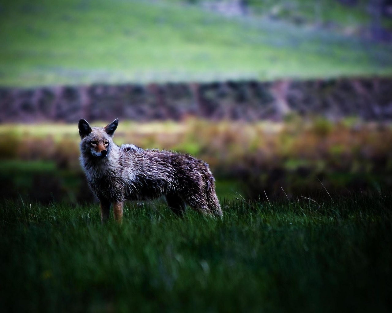 Койот в степи