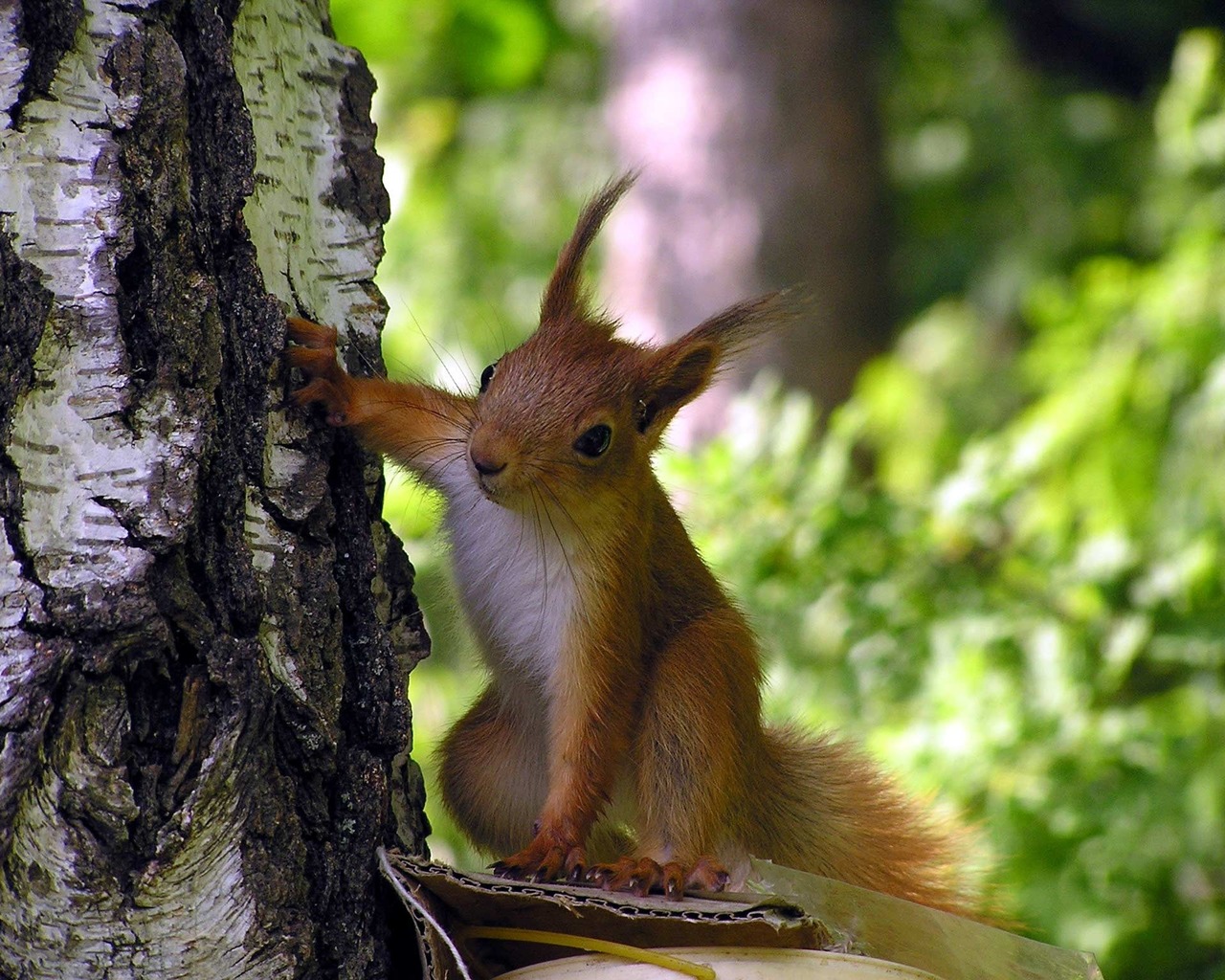 Любопытная белка