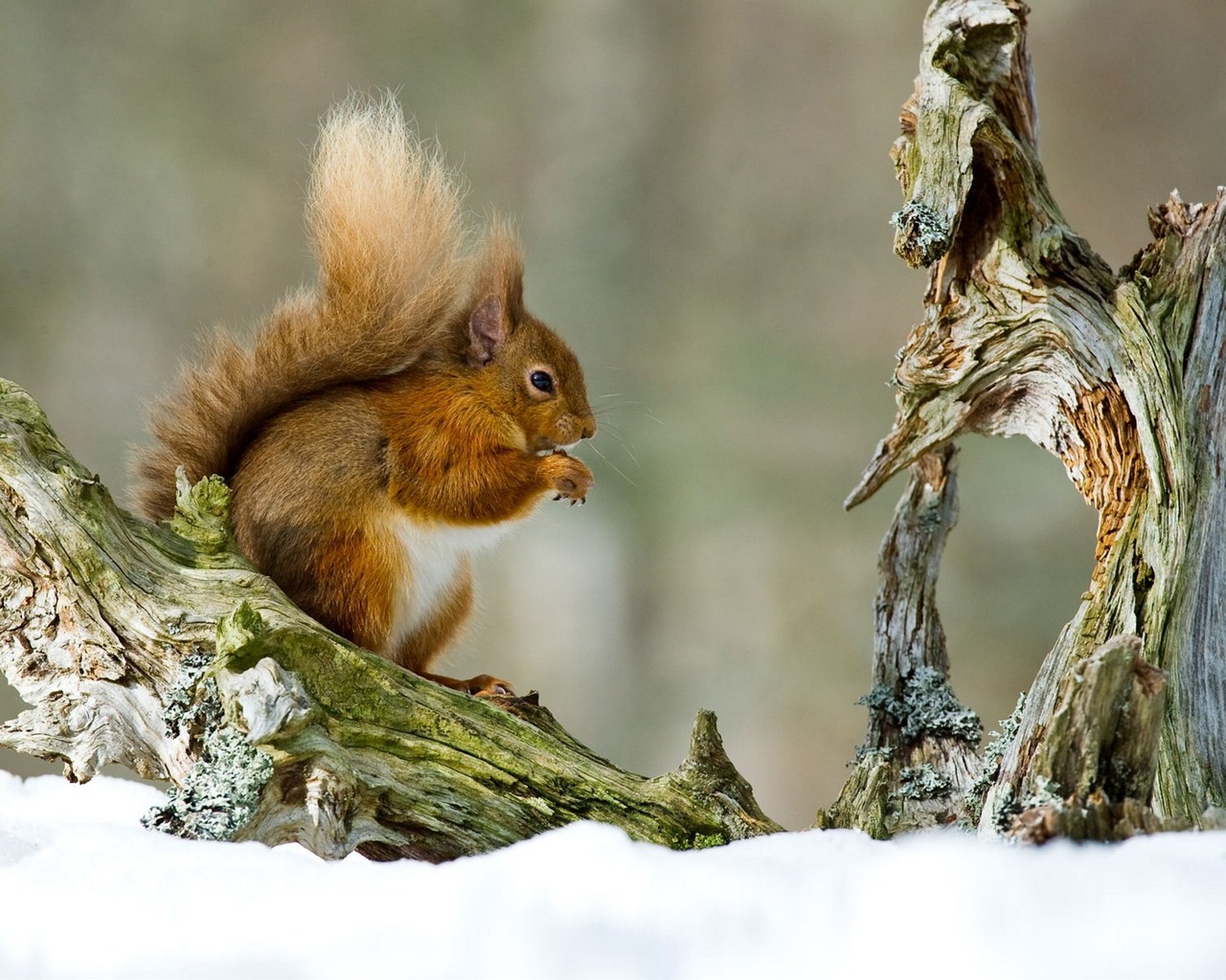 Орешки белочка грызет