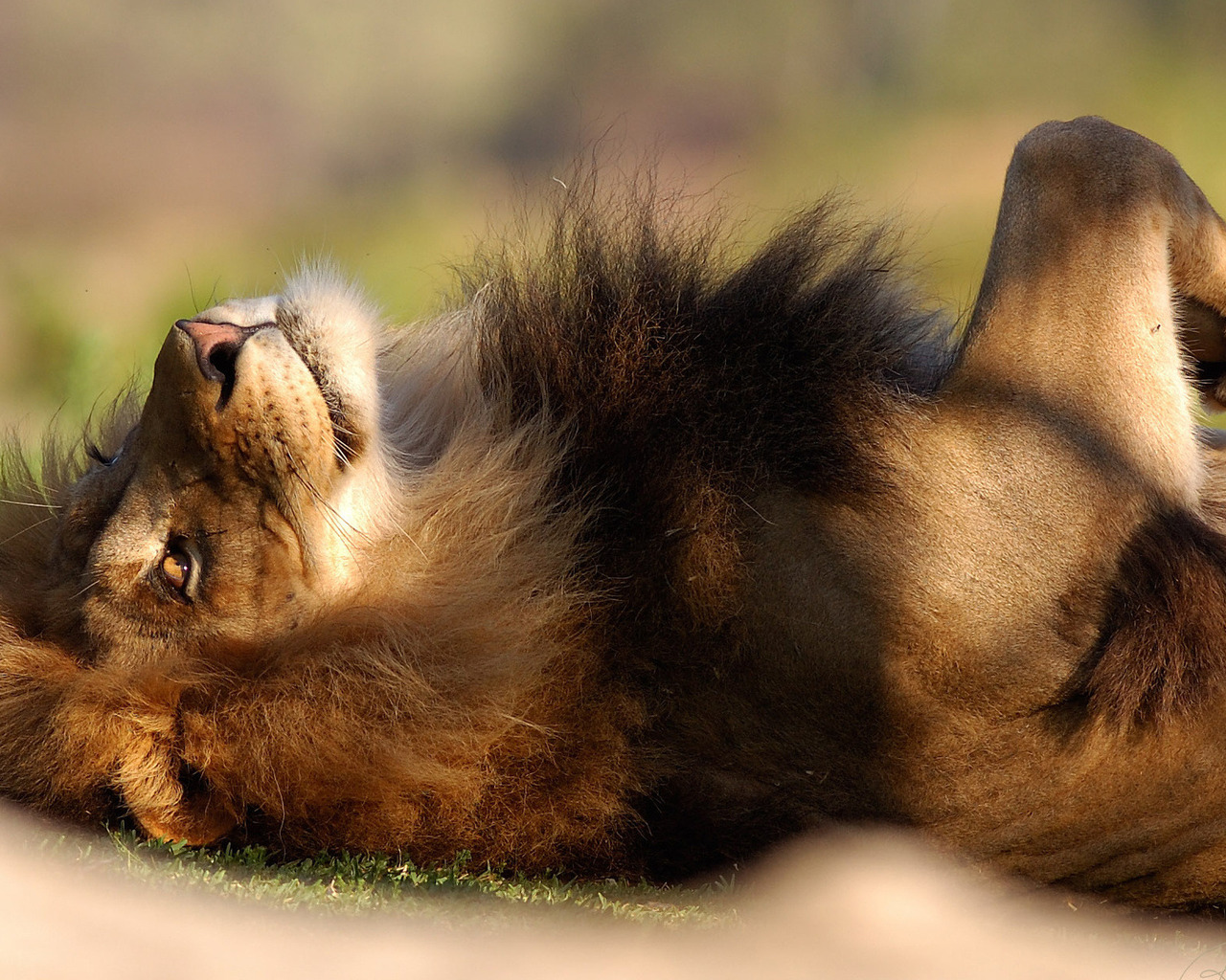 Расслабленный лев