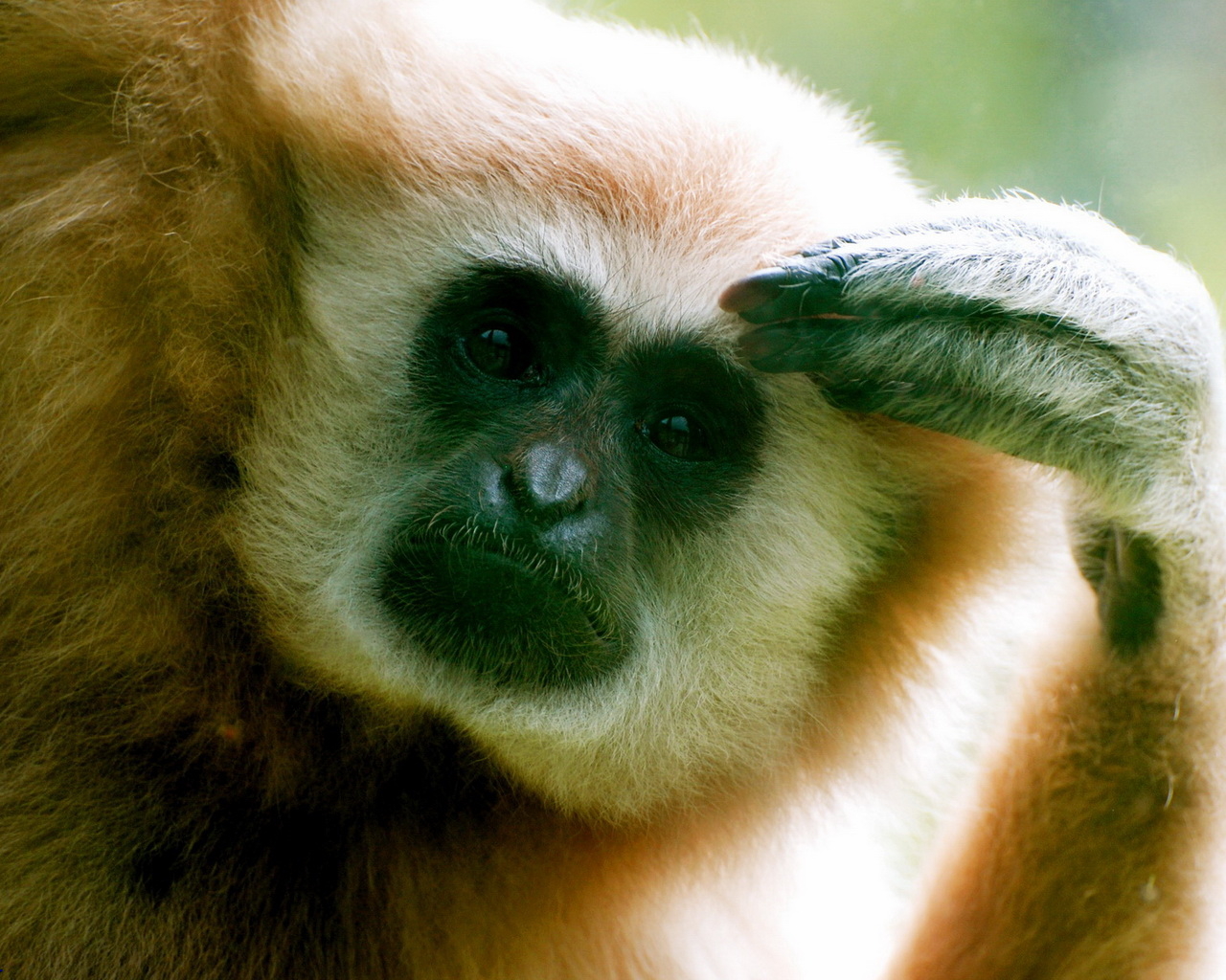 Думающий примат